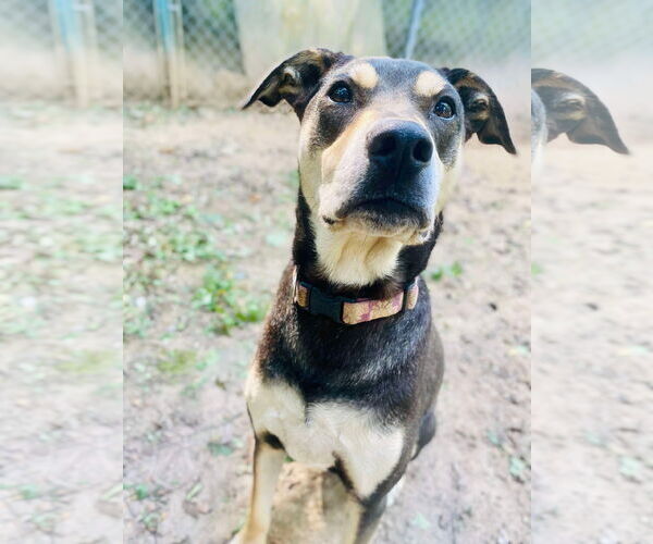 Medium Photo #13 Rottweiler-Unknown Mix Puppy For Sale in Munford, TN, USA