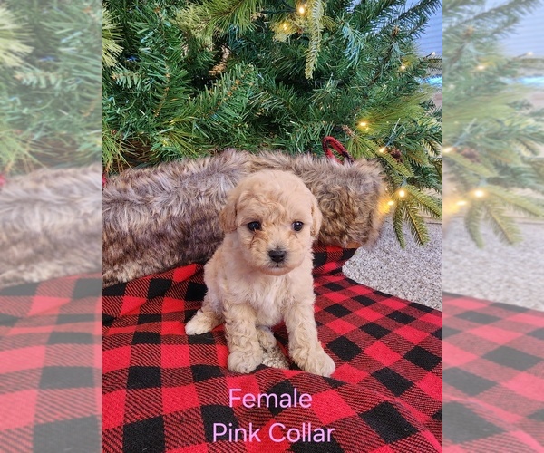 Medium Photo #7 Maltipoo (Miniature) Puppy For Sale in MESA, AZ, USA
