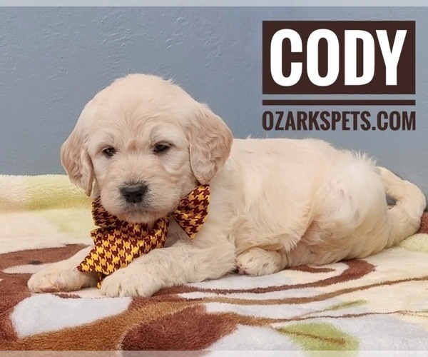 Medium Photo #9 Goldendoodle Puppy For Sale in CEDAR GAP, MO, USA