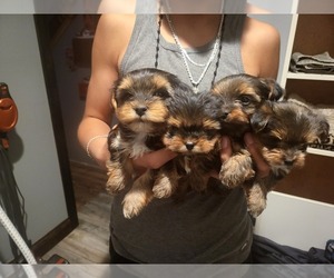 Yorkshire Terrier Puppy for sale in SUN VALLEY, NV, USA