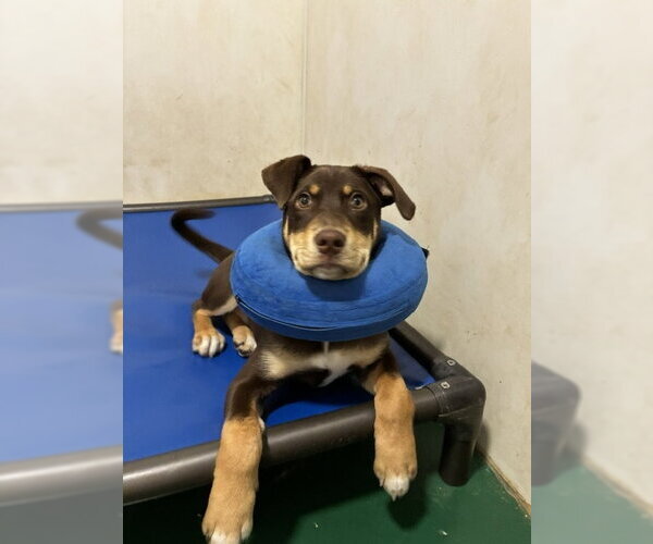 Medium Photo #2 Border Collie-Mastiff Mix Puppy For Sale in Sequim, WA, USA