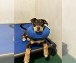 Small #1 Border Collie-Mastiff Mix