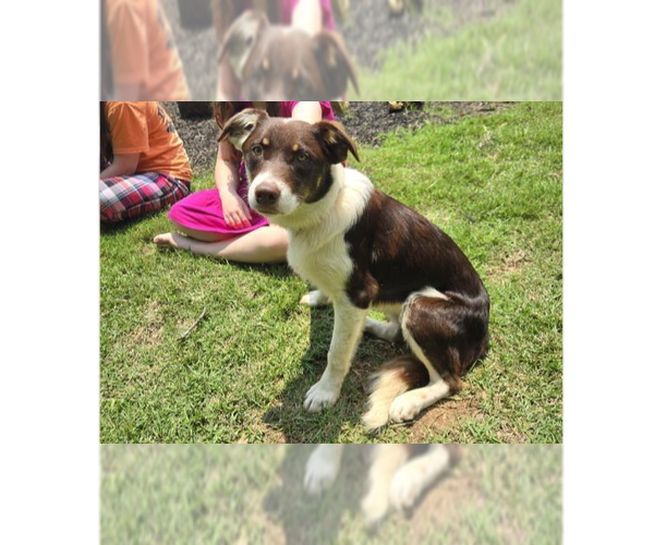 Medium Photo #17 Border Collie-Unknown Mix Puppy For Sale in Brewster, NY, USA