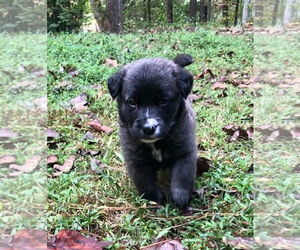 Border Collie Dogs for adoption in Holly Springs, NC, USA