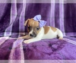 Small #10 Jack Russell Terrier