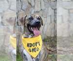 Small #7 Mastiff Mix