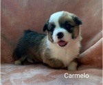 Puppy Puppy 6 Orange Pembroke Welsh Corgi