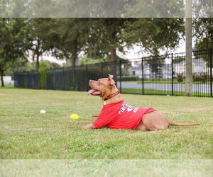 Chopper II - Male Mutt Dog for Adoption - Photo #9