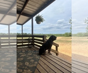 Cane Corso Puppy for sale in BROOKESMITH, TX, USA