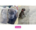 Small Photo #10 Cane Corso Puppy For Sale in MAGNOLIA SQUARE, FL, USA