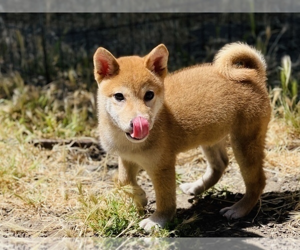 Medium Photo #10 Shiba Inu Puppy For Sale in FREMONT, CA, USA