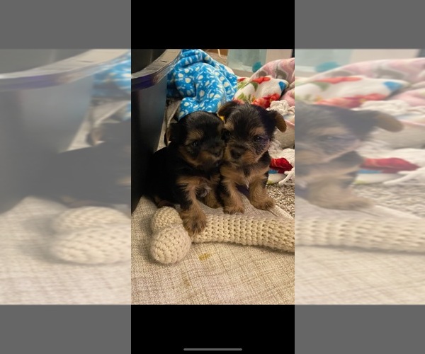 Medium Photo #4 Yorkshire Terrier Puppy For Sale in PIQUA, OH, USA