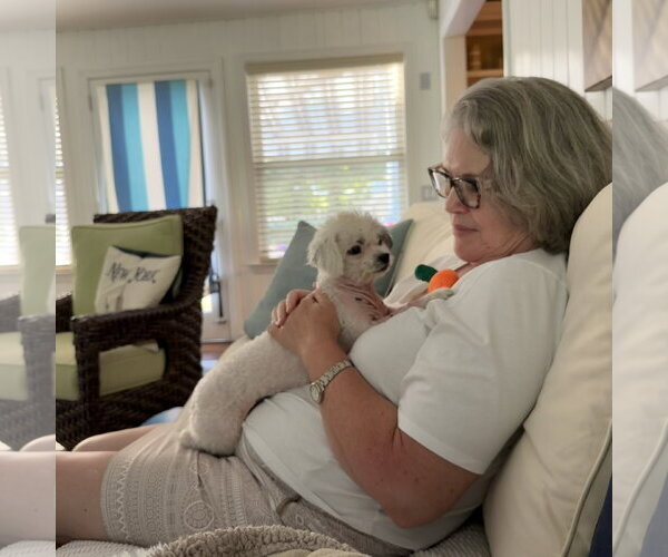 Medium Photo #4 Shih Tzu-Unknown Mix Puppy For Sale in Oakhurst, NJ, USA