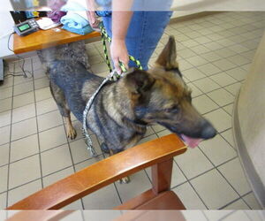 German Shepherd Dog Dogs for adoption in Ocala, FL, USA