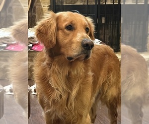 Father of the Golden Retriever puppies born on 08/16/2026