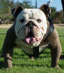 Bulldog Puppy for sale in YUCCA VALLEY, CA, USA