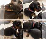 Small Photo #9 Doberman Pinscher Puppy For Sale in CONROE, TX, USA