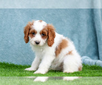Small #1 Cavapoo