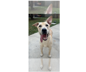 Labrador Retriever-Unknown Mix Dogs for adoption in Greenbelt, MD, USA