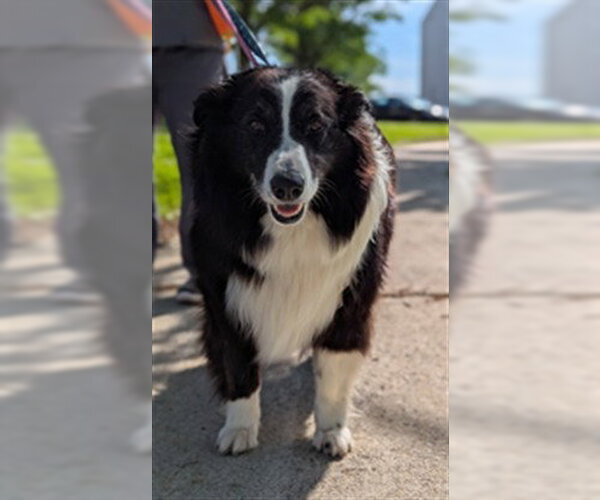 Medium Photo #2 Border Collie Puppy For Sale in Vaughan, Ontario, Canada