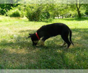 German Shepherd Dog Puppy for sale in LOUDON, TN, USA