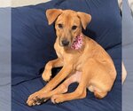 Small Photo #14 Labrador Retriever-Unknown Mix Puppy For Sale in Doylestown, PA, USA