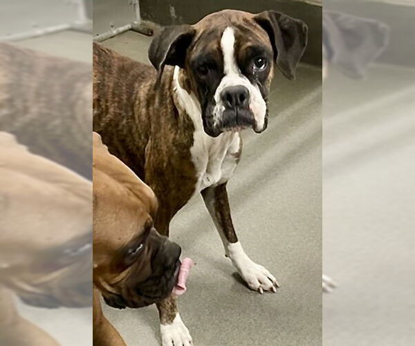 Medium Photo #1 Boxer Puppy For Sale in Dumont, NJ, USA