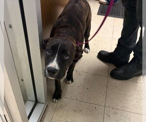 Boxer-Unknown Mix Dogs for adoption in Stockton, CA, USA