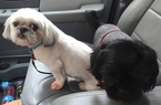 Small Photo #1 Shih Tzu Puppy For Sale in MELISSA, TX, USA