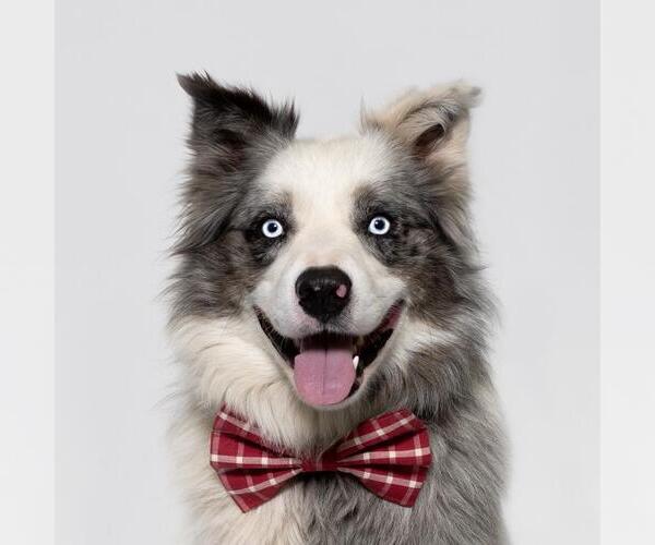 Medium Photo #1 Border Collie Puppy For Sale in Santa Maria, CA, USA