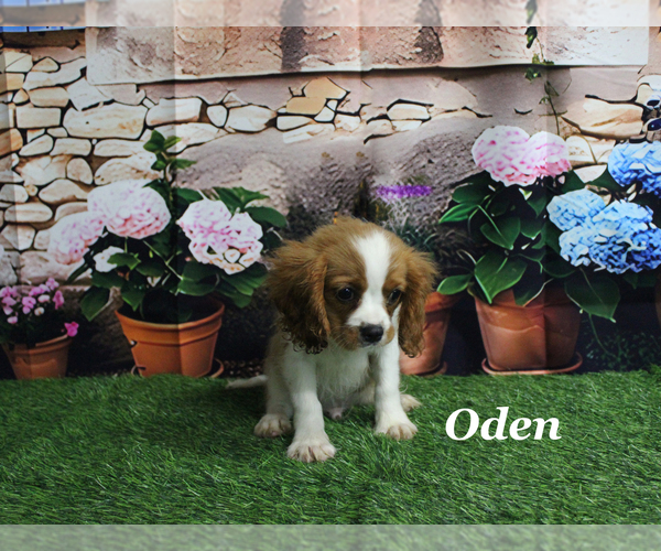 Medium Photo #13 Cavalier King Charles Spaniel Puppy For Sale in CHANUTE, KS, USA