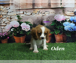 Small #12 Cavalier King Charles Spaniel