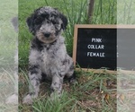 Small #2 Poodle (Standard)