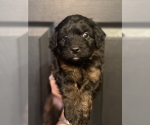 Medium Aussiedoodle Miniature 