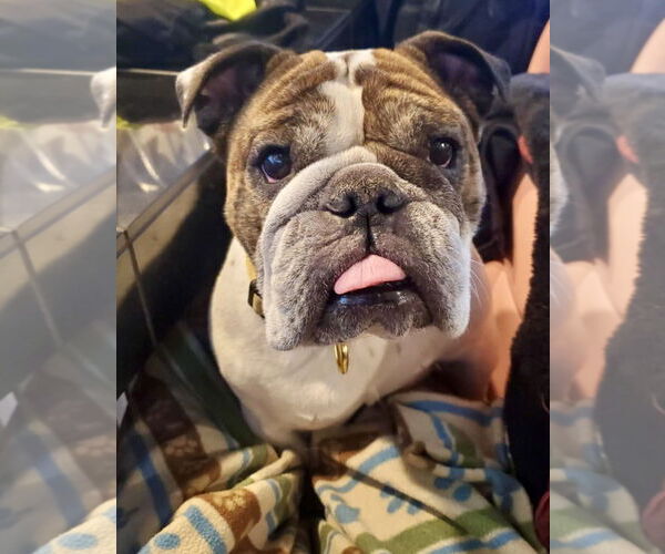 Medium Photo #2 Bulldog Puppy For Sale in St. Louis Park, MN, USA