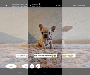 French Bulldog Puppy for sale in MIAMI, FL, USA
