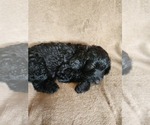 Small #4 Goldendoodle