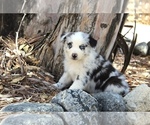 Puppy Topaz Australian Shepherd