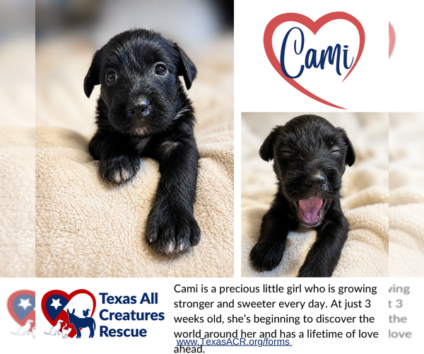 Medium Photo #1 Mutt Puppy For Sale in Lillian, TX, USA