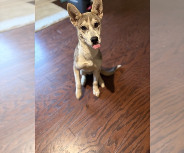 Medium Photo #2 Gerberian Shepsky Puppy For Sale in CHARLOTTE, NC, USA