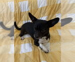 Small #1 Chihuahua Mix
