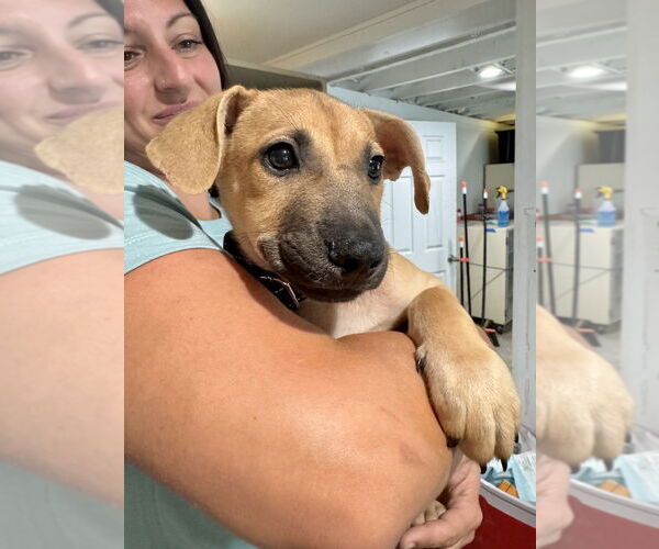 Medium Photo #2 Labrador Retriever-Unknown Mix Puppy For Sale in Brewster, NY, USA