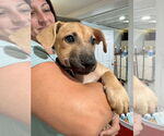 Small #1 Labrador Retriever Mix