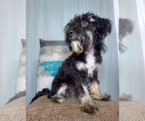 Miniature Bernedoodle Puppy for sale in GOSHEN, IN, USA