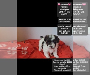 Maltipoo (Toy) Puppy for sale in TUCSON, AZ, USA