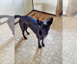 Charcoal - Male Mutt Dog for Adoption - Photo #2