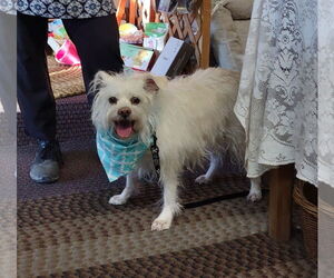 Mutt Dogs for adoption in Golden Valley, AZ, USA