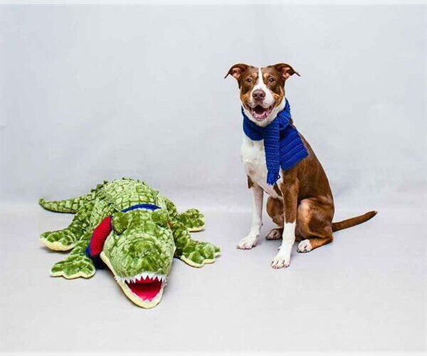 Medium Photo #1 Mutt Puppy For Sale in Sanford, FL, USA