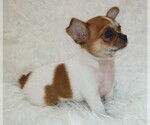 Small Photo #2 Cheeks Puppy For Sale in MOUNT DORA, FL, USA