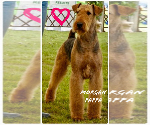 Father of the Airedale Terrier puppies born on 04/24/2023